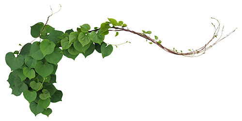 beechwood leaf vine graphic